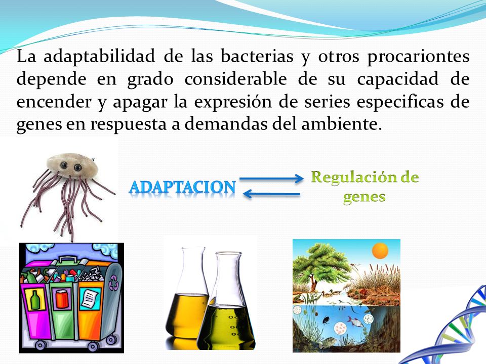 La adaptabilidad de las bacterias y otros procariontes depende en grado considerable de su capacidad de encender y apagar la expresión de series especificas de genes en respuesta a demandas del ambiente.