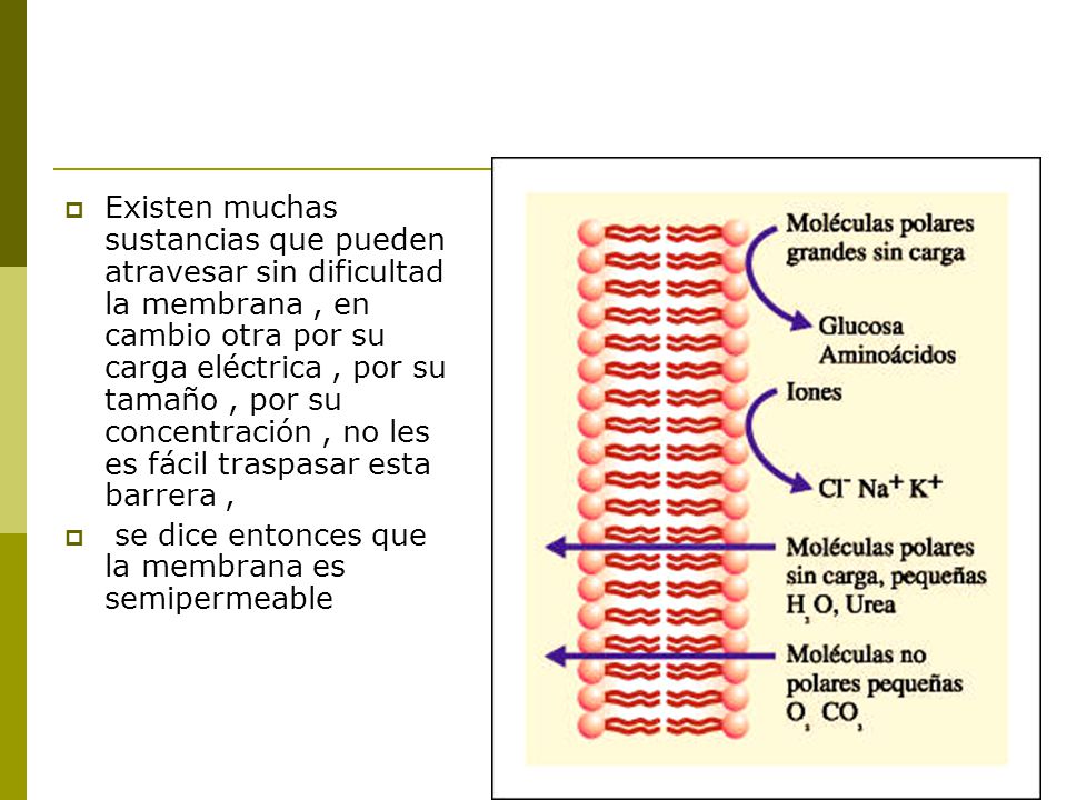 Existen muchas sustancias que pueden atravesar sin dificultad la membrana , en cambio otra por su carga eléctrica , por su tamaño , por su concentración , no les es fácil traspasar esta barrera ,
