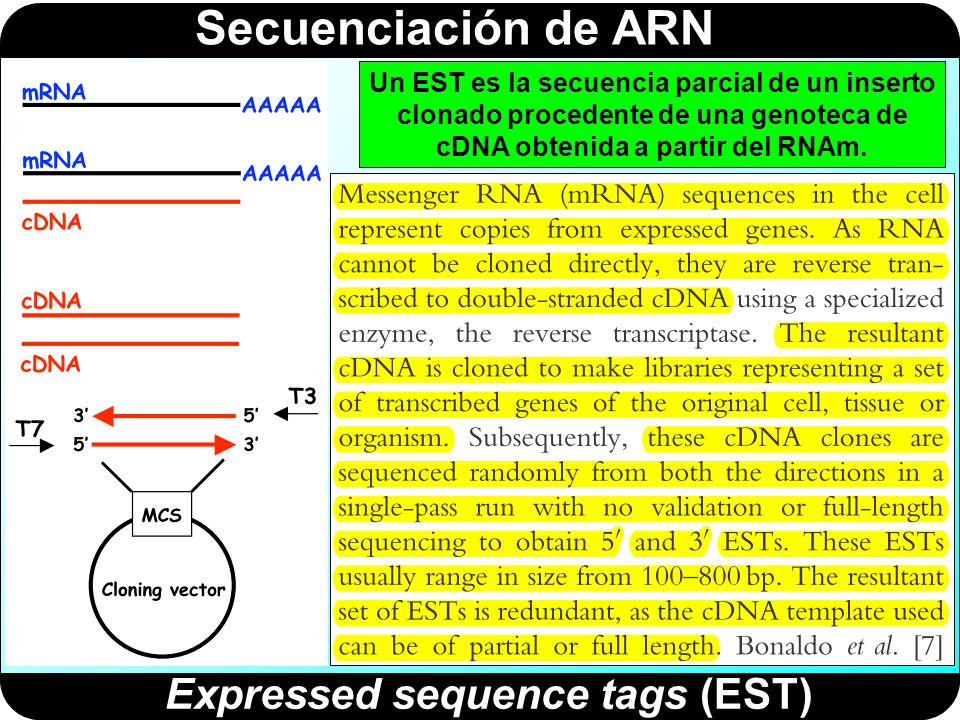 Expressed sequence tags (EST)