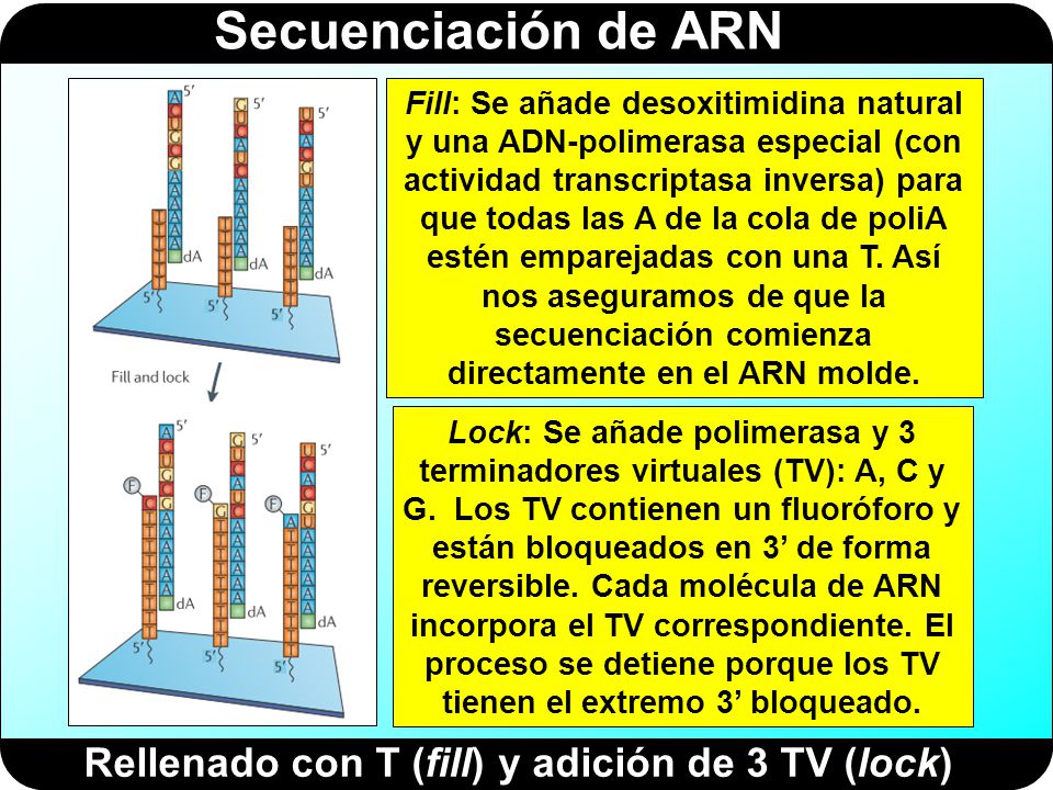 Rellenado con T (fill) y adición de 3 TV (lock)