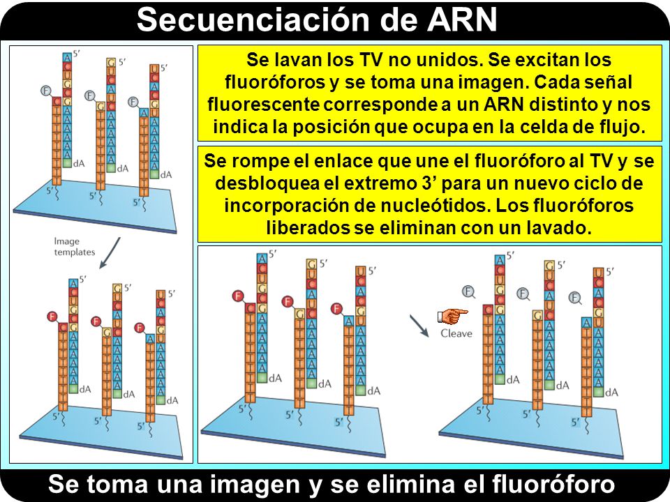 Se toma una imagen y se elimina el fluoróforo