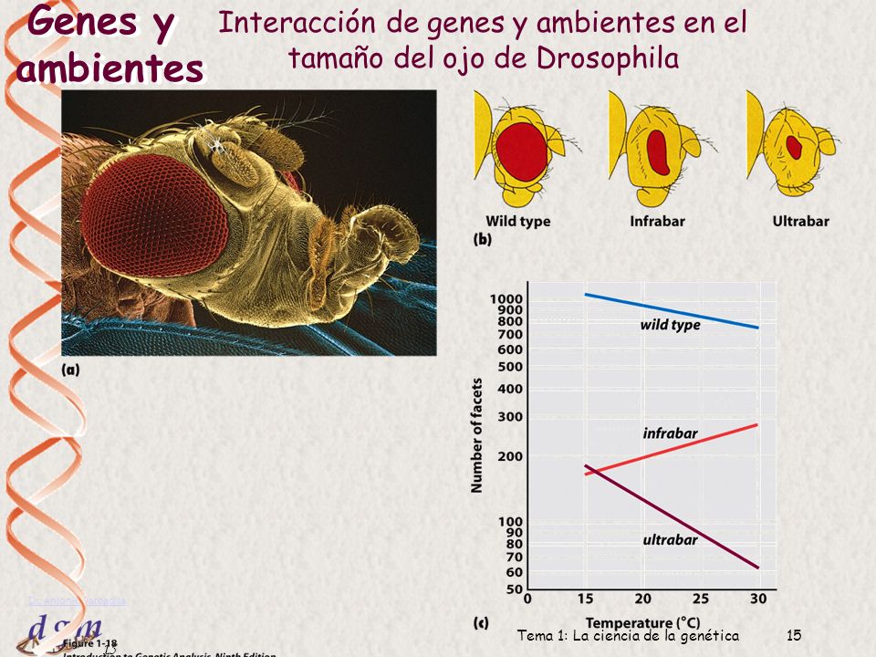 Genes y ambientes Interacción de genes y ambientes en el