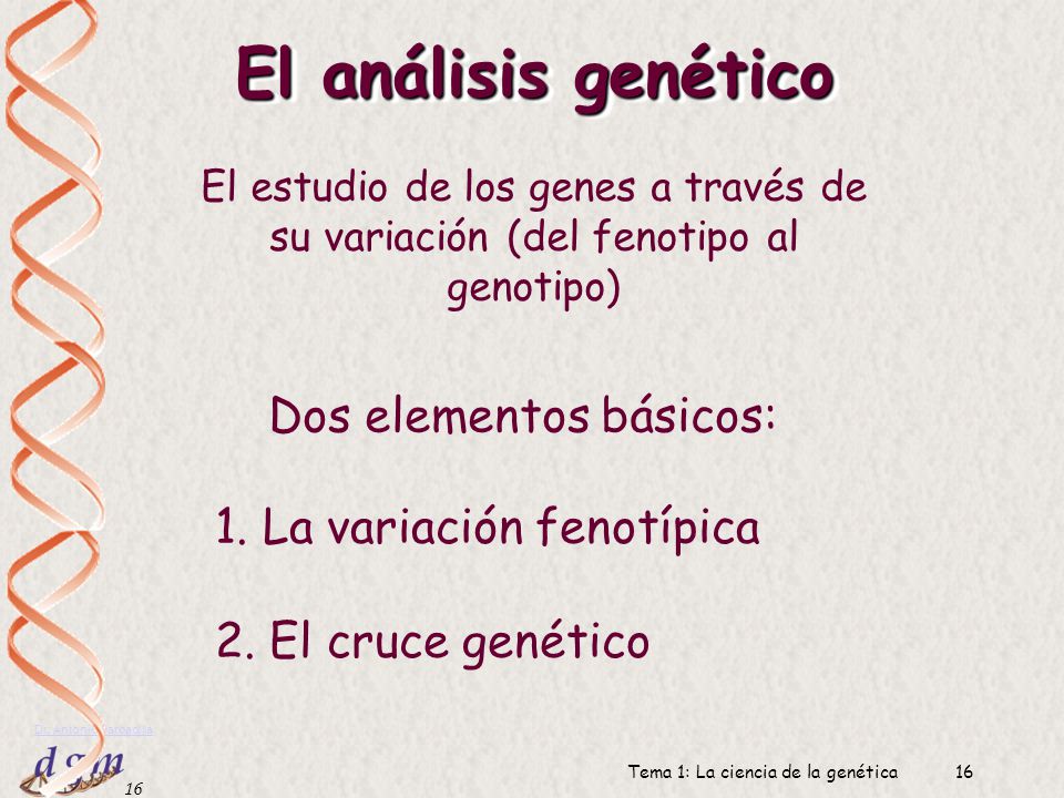 El análisis genético Dos elementos básicos: 1. La variación fenotípica