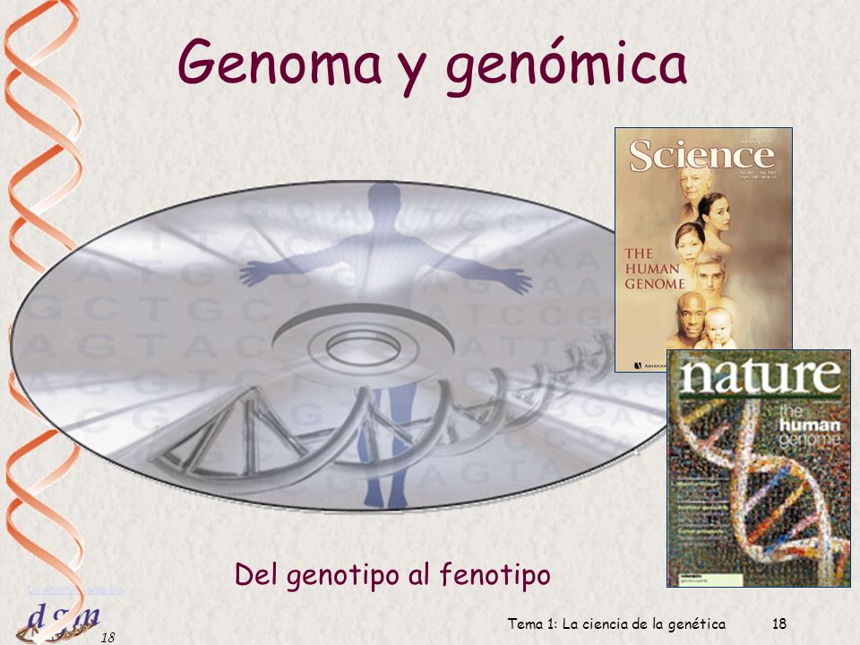 Genoma y genómica Del genotipo al fenotipo