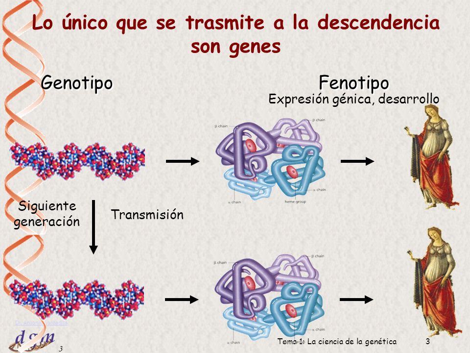 Lo único que se trasmite a la descendencia son genes