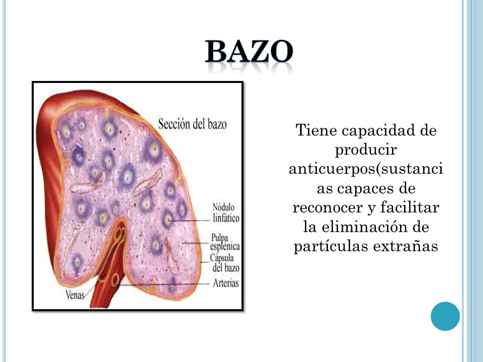 bazo Tiene capacidad de producir anticuerpos(sustancias capaces de reconocer y facilitar la eliminación de partículas extrañas.