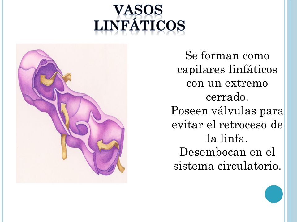 Vasos linfáticos. Se forman como capilares linfáticos con un extremo cerrado. Poseen válvulas para evitar el retroceso de la linfa.