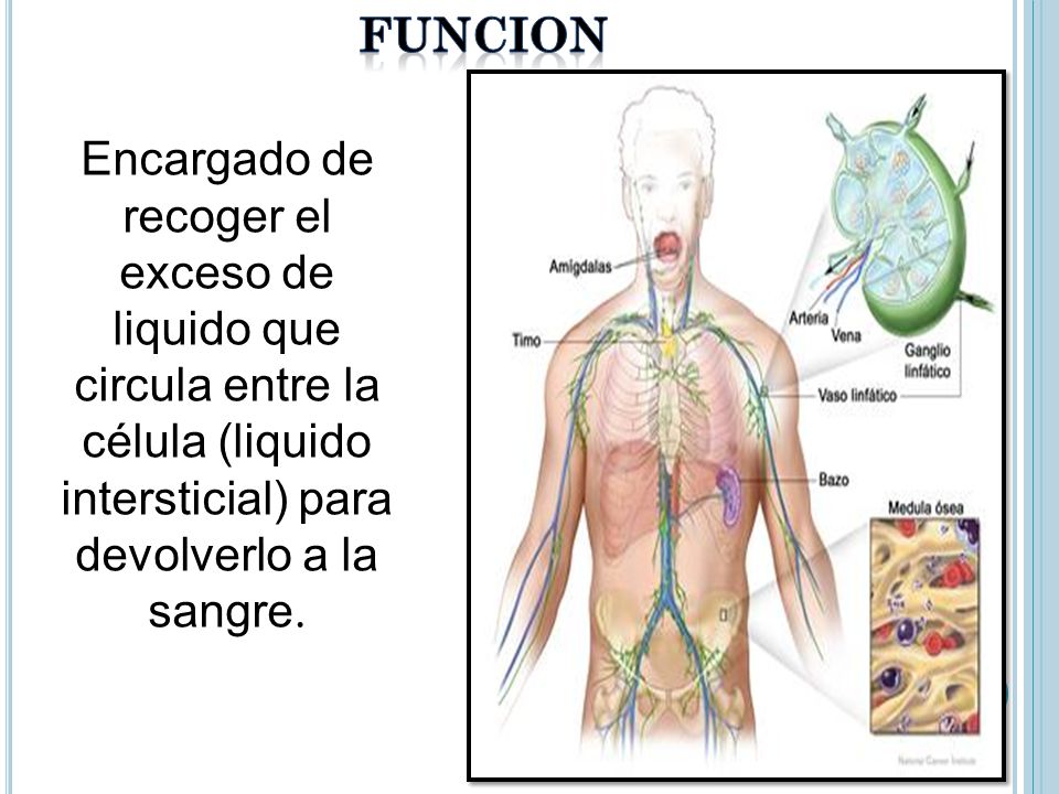 FUNCION Encargado de recoger el exceso de liquido que circula entre la célula (liquido intersticial) para devolverlo a la sangre.