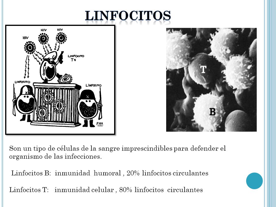 LINFOCITOS Son un tipo de células de la sangre imprescindibles para defender el organismo de las infecciones.