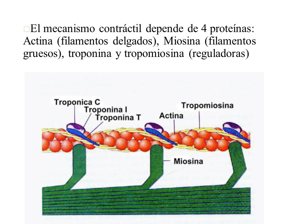 El mecanismo contráctil depende de 4 proteínas: Actina (filamentos delgados), Miosina (filamentos gruesos), troponina y tropomiosina (reguladoras)
