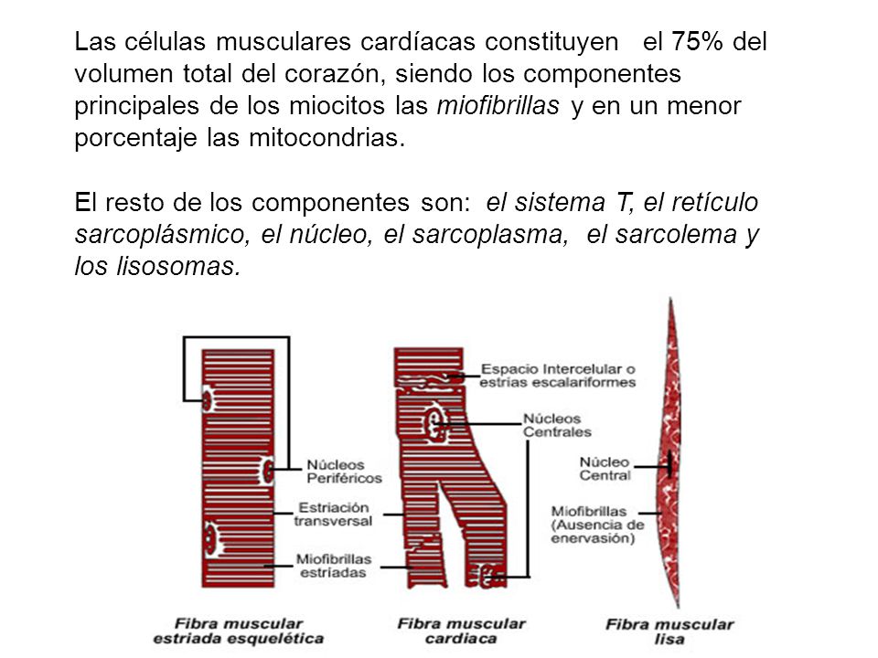 Las células musculares cardíacas constituyen el 75% del volumen total del corazón, siendo los componentes principales de los miocitos las miofibrillas y en un menor porcentaje las mitocondrias.