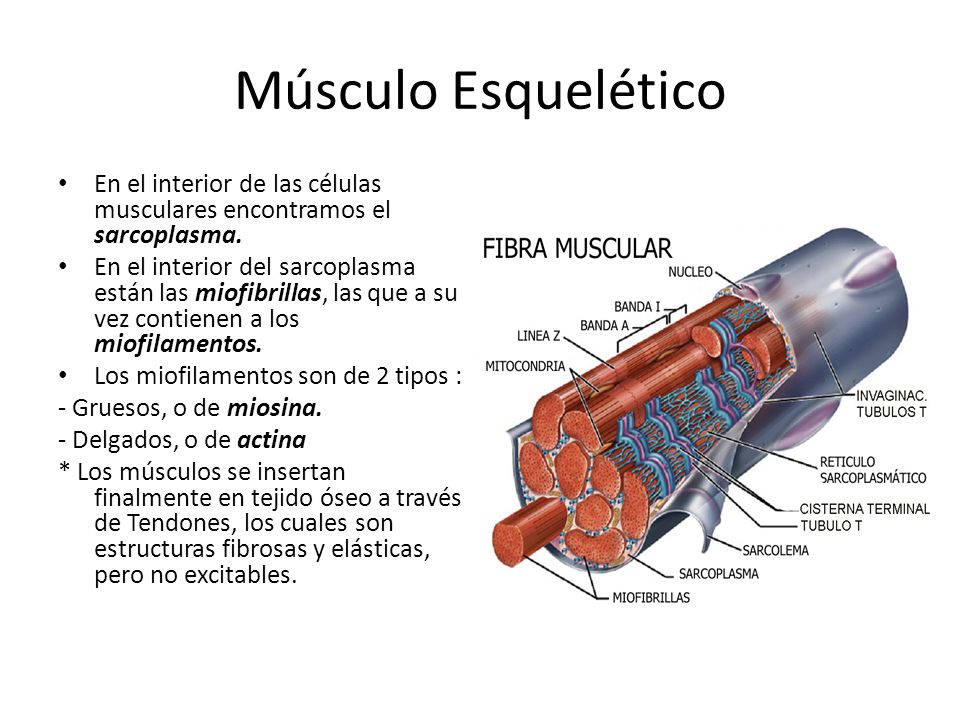 Músculo Esquelético En el interior de las células musculares encontramos el sarcoplasma.