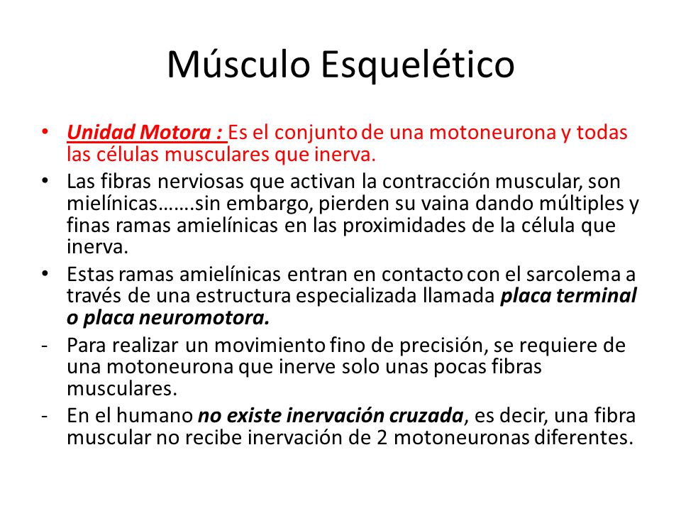 Músculo Esquelético Unidad Motora : Es el conjunto de una motoneurona y todas las células musculares que inerva.