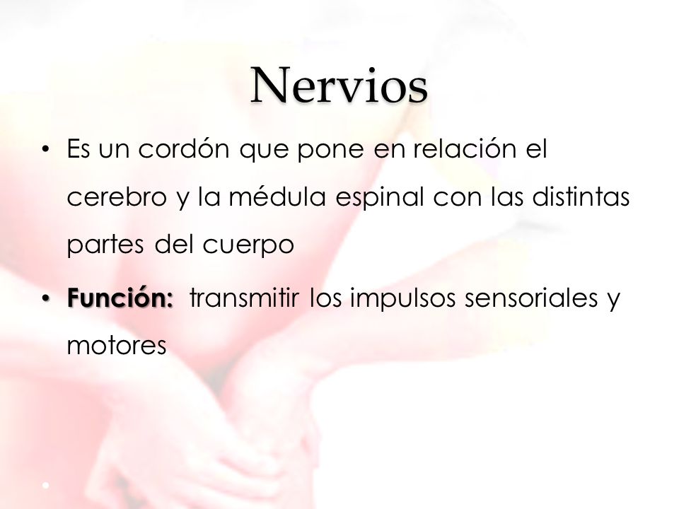 Nervios Es un cordón que pone en relación el cerebro y la médula espinal con las distintas partes del cuerpo.