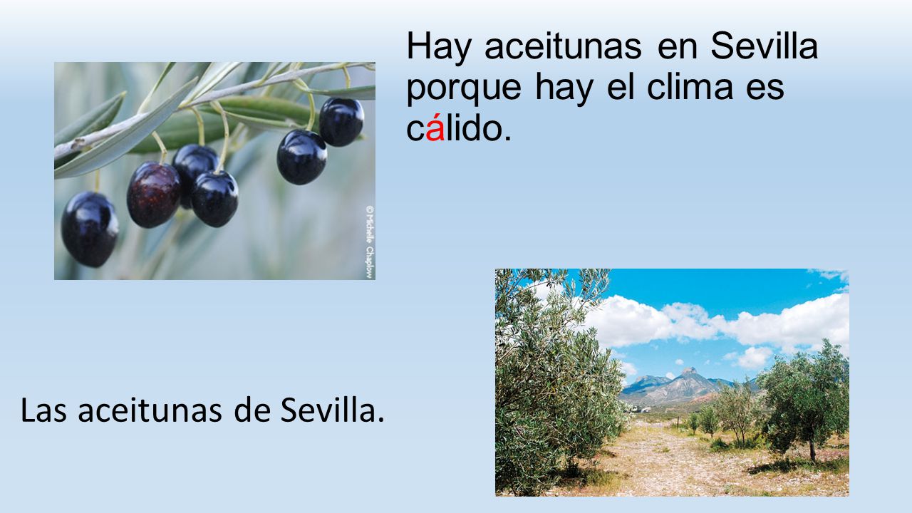 Hay aceitunas en Sevilla porque hay el clima es cálido.