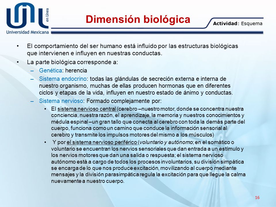 Dimensión biológica El comportamiento del ser humano está influido por las estructuras biológicas que intervienen e influyen en nuestras conductas.