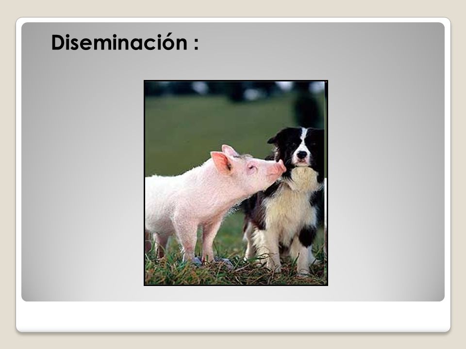 Diseminación :