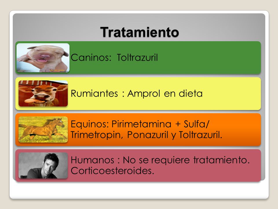 Tratamiento Caninos: Toltrazuril. Rumiantes : Amprol en dieta. Equinos: Pirimetamina + Sulfa/ Trimetropin, Ponazuril y Toltrazuril.