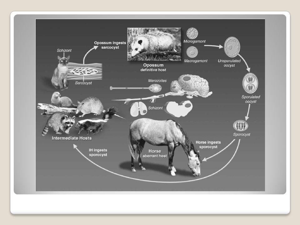 **** Encontre este en Equine internal medicine , de Stephen Reed, Warwick Bayly y Debra Sellon es la 2da versión del 2004 no esta en colores pero tiene como más cosas. Si alguien lo quiere me dice y le saco las paginas, por que igual tiene el ciclo hiper bien explicado.