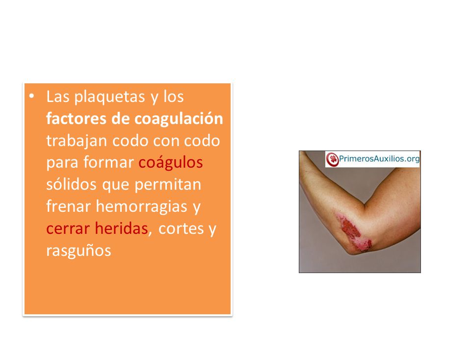 Las plaquetas y los factores de coagulación trabajan codo con codo para formar coágulos sólidos que permitan frenar hemorragias y cerrar heridas, cortes y rasguños