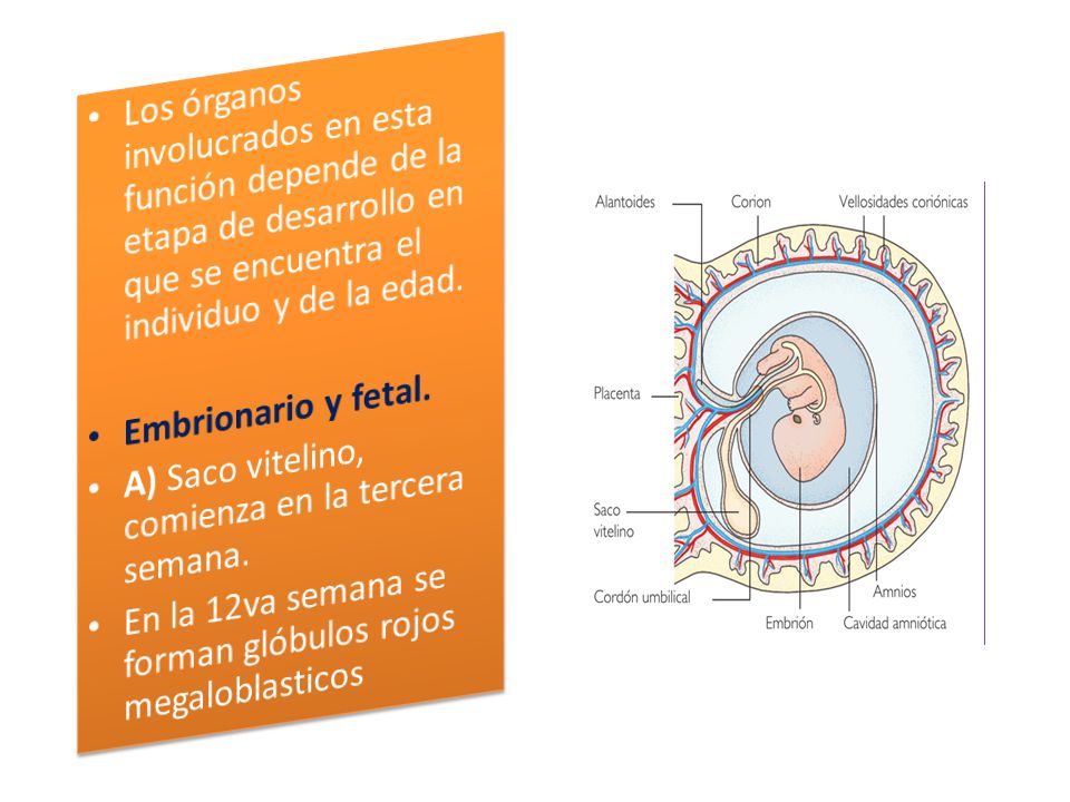 Los órganos involucrados en esta función depende de la etapa de desarrollo en que se encuentra el individuo y de la edad.