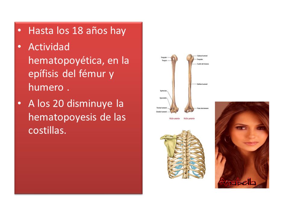 Hasta los 18 años hay Actividad hematopoyética, en la epífisis del fémur y humero .