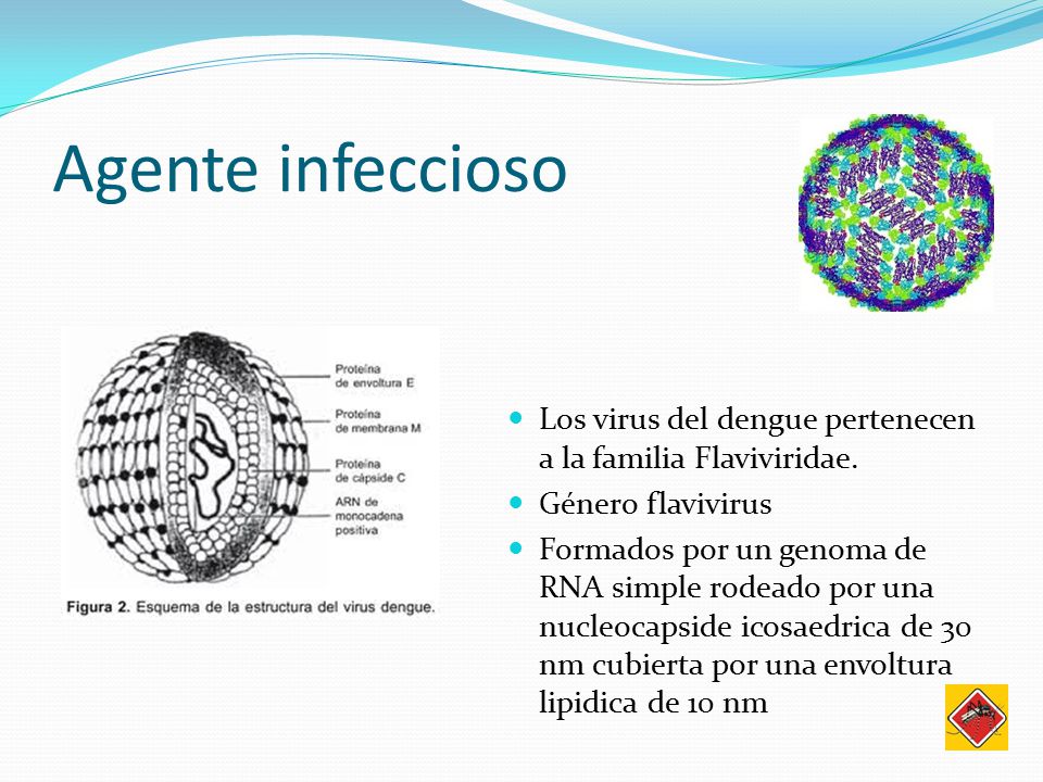 Agente infeccioso Los virus del dengue pertenecen a la familia Flaviviridae. Género flavivirus.
