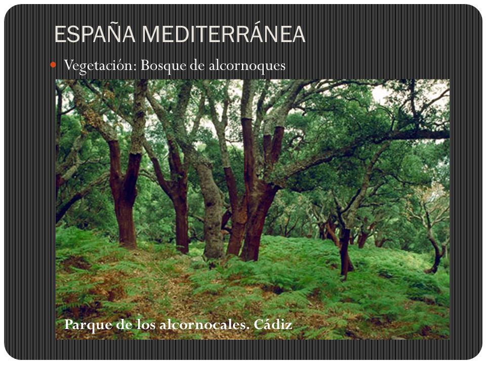 ESPAÑA MEDITERRÁNEA Vegetación: Bosque de alcornoques