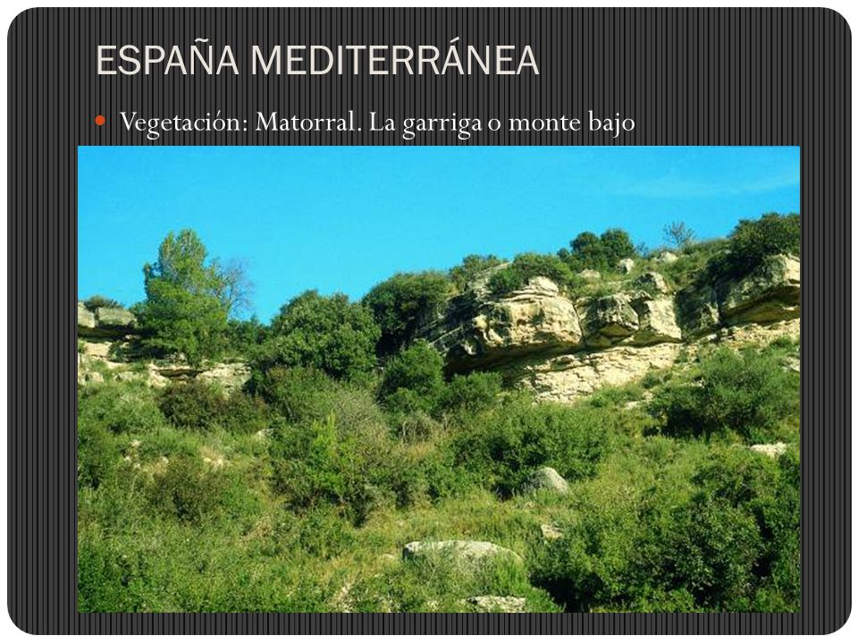 ESPAÑA MEDITERRÁNEA Vegetación: Matorral. La garriga o monte bajo