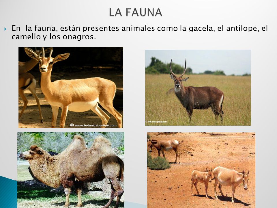 LA FAUNA En la fauna, están presentes animales como la gacela, el antílope, el camello y los onagros.