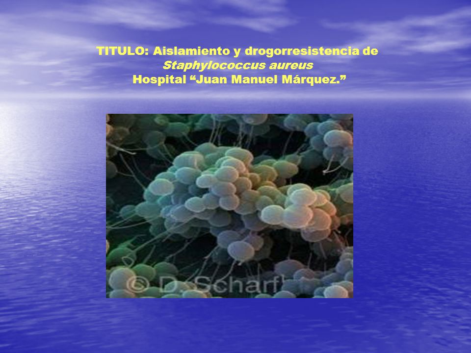 TITULO: Aislamiento y drogorresistencia de Staphylococcus aureus Hospital Juan Manuel Márquez.