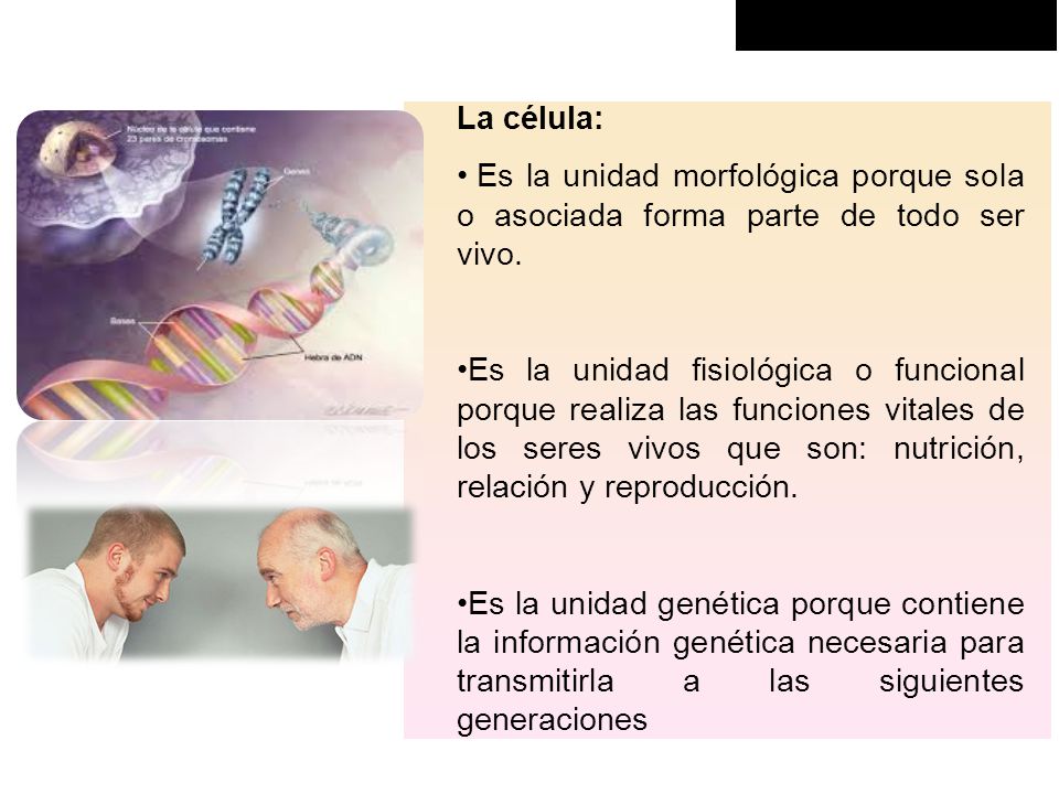 La célula: Es la unidad morfológica porque sola o asociada forma parte de todo ser vivo.