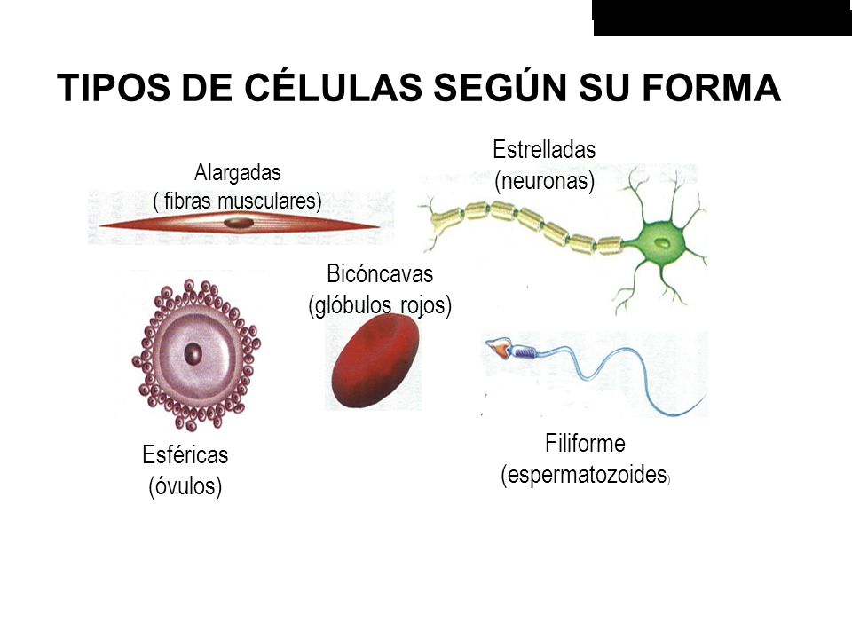 TIPOS DE CÉLULAS SEGÚN SU FORMA