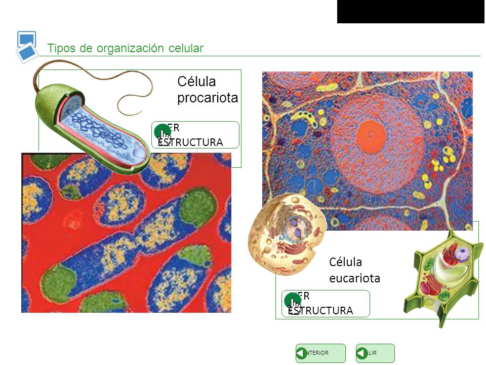 Célula procariota eucariota Tipos de organización celular