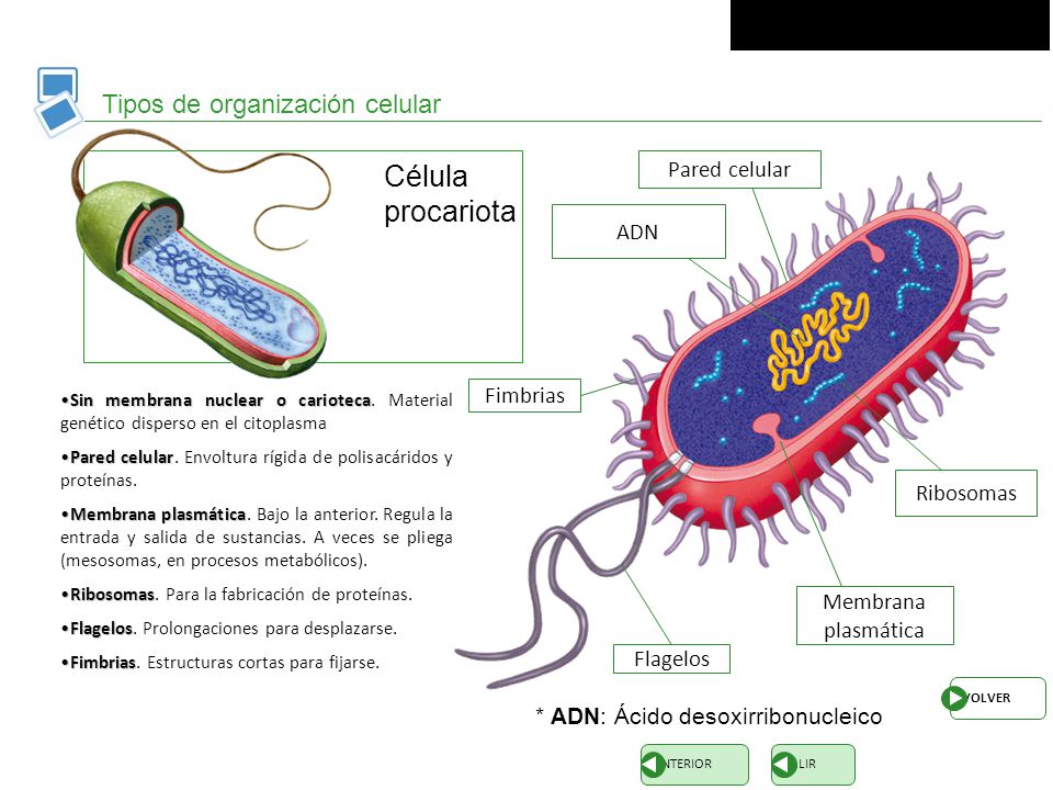 Célula procariota Tipos de organización celular Pared celular ADN