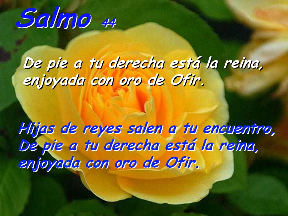 Salmo 44 De pie a tu derecha está la reina, enjoyada con oro de Ofir.