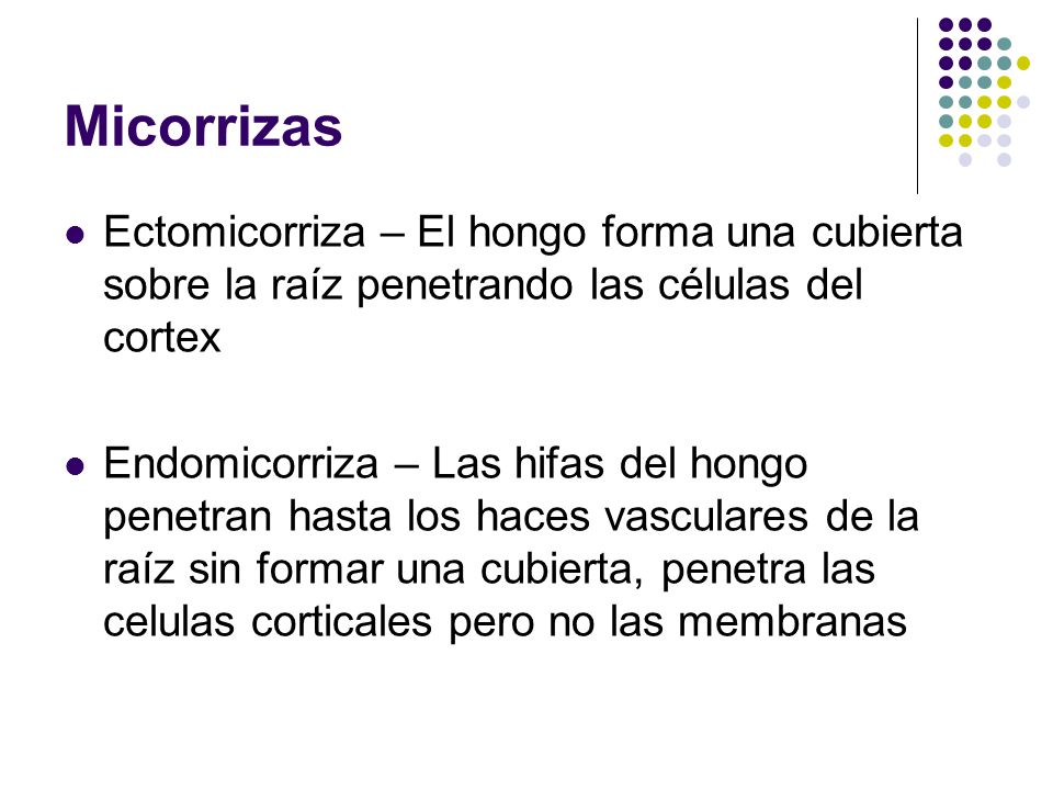 Micorrizas Ectomicorriza – El hongo forma una cubierta sobre la raíz penetrando las células del cortex.