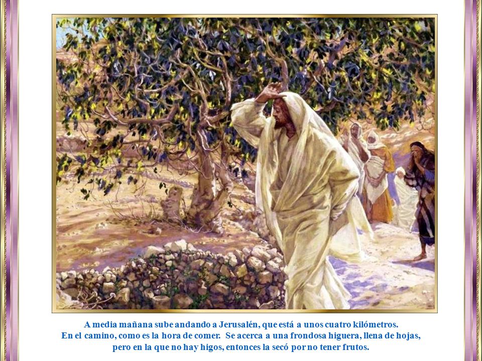 pero en la que no hay higos, entonces la secó por no tener frutos.