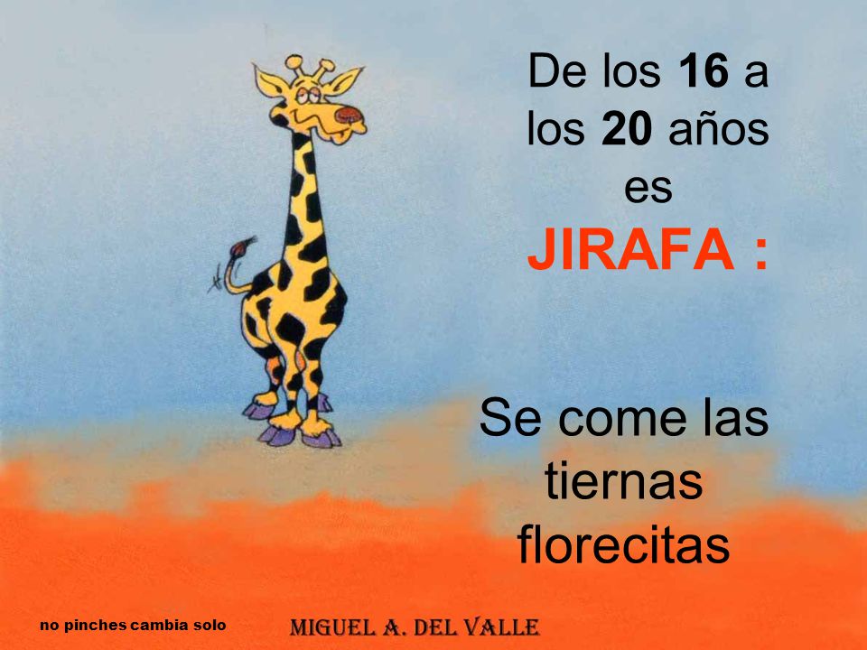 De los 16 a los 20 años es JIRAFA :