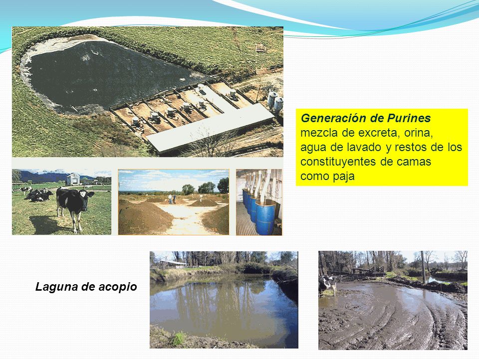 Generación de Purines mezcla de excreta, orina, agua de lavado y restos de los constituyentes de camas como paja