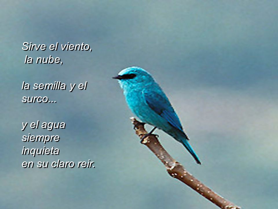 Sirve el viento, la nube, la semilla y el surco... y el agua siempre inquieta en su claro reir.