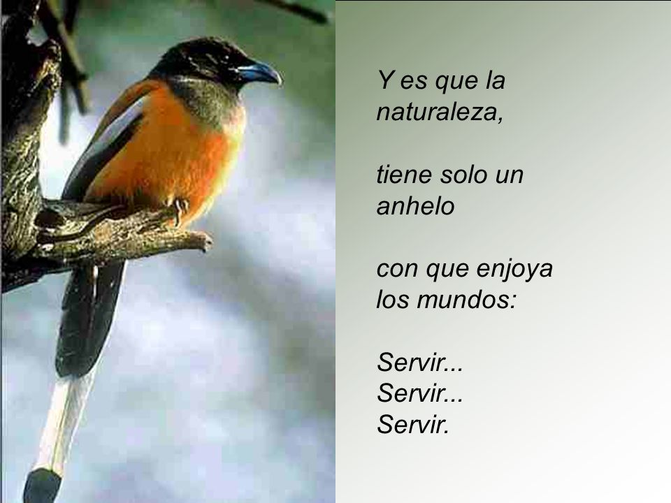 Y es que la naturaleza, tiene solo un anhelo con que enjoya los mundos: Servir... Servir.
