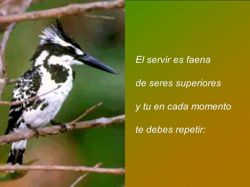 El servir es faena de seres superiores y tu en cada momento te debes repetir: