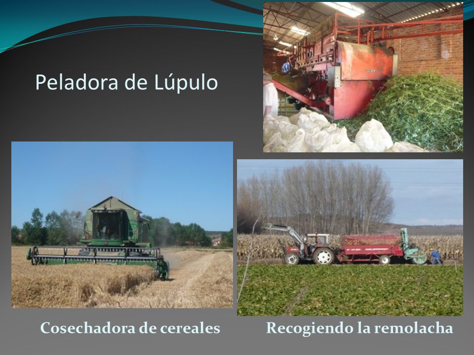 Peladora de Lúpulo Cosechadora de cereales Recogiendo la remolacha