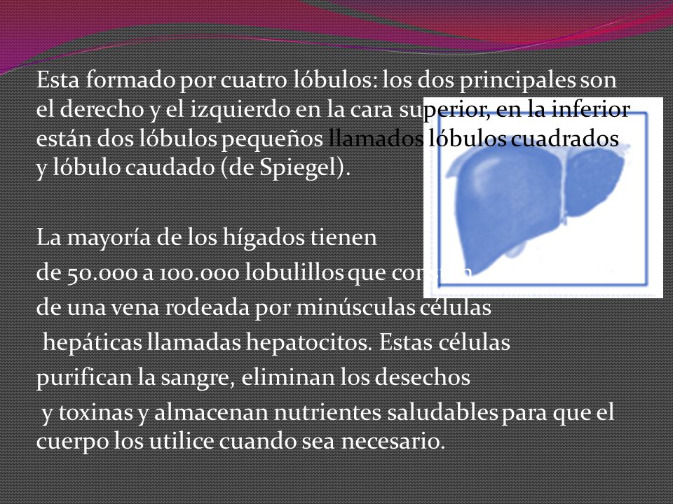 Esta formado por cuatro lóbulos: los dos principales son el derecho y el izquierdo en la cara superior, en la inferior están dos lóbulos pequeños llamados lóbulos cuadrados y lóbulo caudado (de Spiegel).