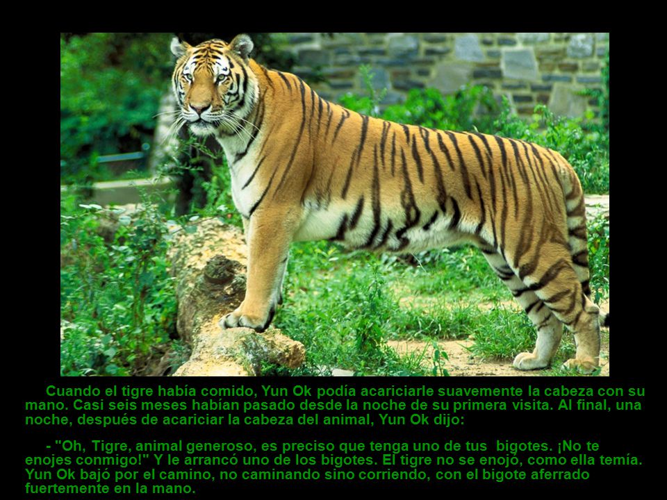 Cuando el tigre había comido, Yun Ok podía acariciarle suavemente la cabeza con su mano. Casi seis meses habían pasado desde la noche de su primera visita. Al final, una noche, después de acariciar la cabeza del animal, Yun Ok dijo: