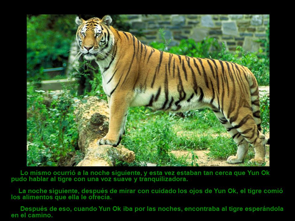 Lo mismo ocurrió a la noche siguiente, y esta vez estaban tan cerca que Yun Ok pudo hablar al tigre con una voz suave y tranquilizadora.