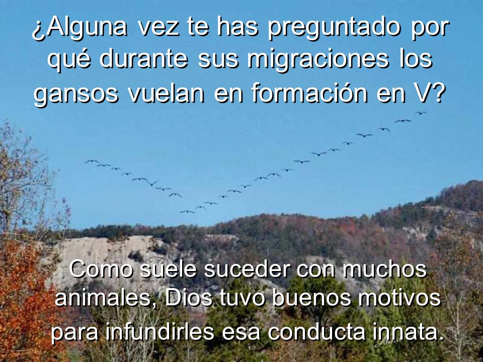 ¿Alguna vez te has preguntado por qué durante sus migraciones los gansos vuelan en formación en V