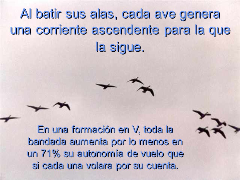 Al batir sus alas, cada ave genera una corriente ascendente para la que la sigue.