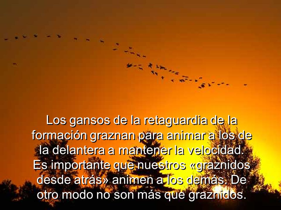 Los gansos de la retaguardia de la formación graznan para animar a los de la delantera a mantener la velocidad.